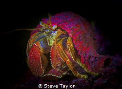 Night dive using fluorescent filters. The colours are flu... by Steve Taylor 